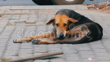 无家可归的棕黑狗躺在泰国街头